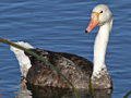 Domestic goose x Mute Swan hybrid